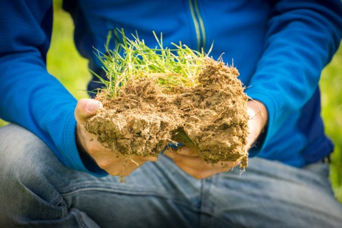 Dans cette prairie, les racines, asphyxiées, ne descendaient pas au-delà de 7cm de profondeur.