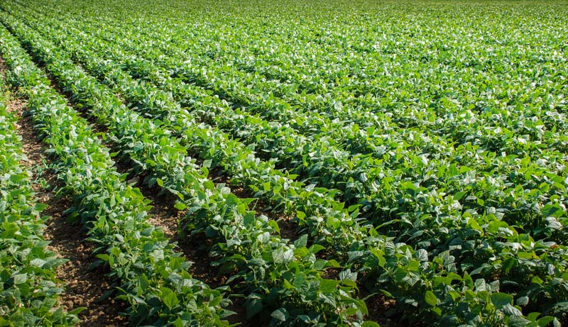 haricot-vert - Illustration Treize hectares de légumes transformés par ferme