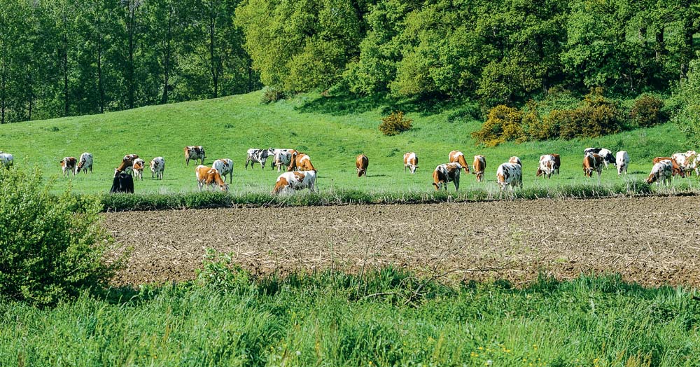  - Illustration L’environnement va redistribuer le lait