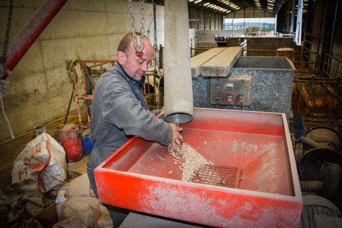 L’aplatissage est réalisé tous les jours, pour distribuer 3 kg de lupin par vache.