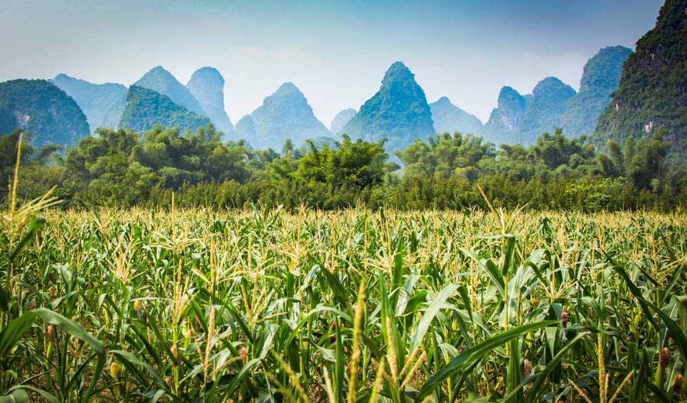 mais-chine - Illustration Le coup de baguette statistique sur le maïs