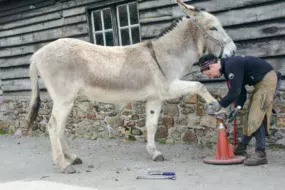 Hélène Peron trouve toujours une position qui est confortable pour l’animal.