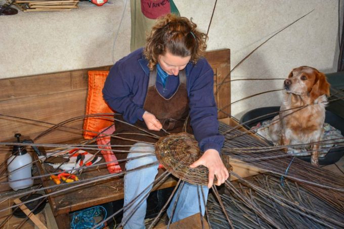 La vannière pique les montants sur le fond du panier. Ils serviront pour le tressage du corps du panier.