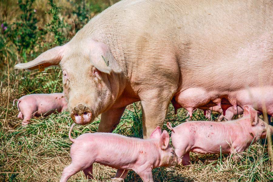 plein-air-porc-bio - Illustration Une vingtaine de projets de porcs bio en Bretagne