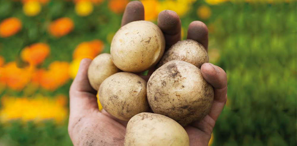 pomme-de-terre-main - Illustration Premiers droits d’obtenteur en graine de pommes de terre attribués à un semencier