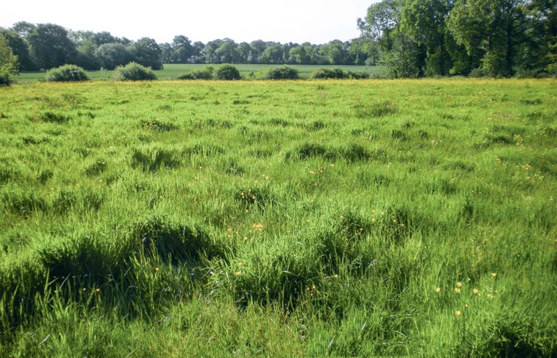 prairie-fleurie - Illustration Concours des Prairies Fleuries