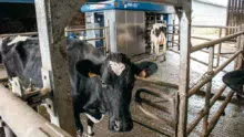 « L’aire d’attente devant le robot est libre d’accès car les vaches n’aiment pas être enfermées. Elles y sont attirées par la présence de l’abreuvoir, le Dac du robot et la possibilité d’accéder ensuite au pâturage après la traite ».