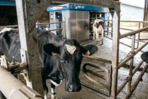 « L’aire d’attente devant le robot est libre d’accès car les vaches n’aiment pas être enfermées. Elles y sont attirées par la présence de l’abreuvoir, le Dac du robot et la possibilité d’accéder ensuite au pâturage après la traite ».
