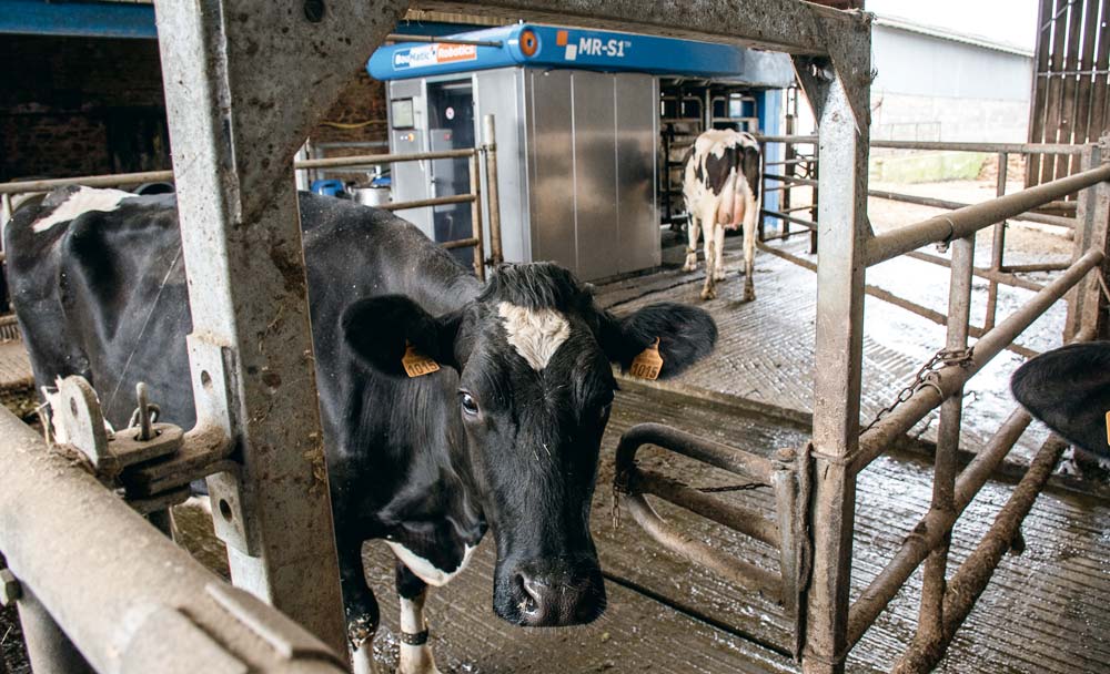 « L’aire d’attente devant le robot est libre d’accès car les vaches n’aiment pas être enfermées. Elles y sont attirées par la présence de l’abreuvoir, le Dac du robot et la possibilité d’accéder ensuite au pâturage après la traite ». - Illustration Conduite de troupeau et robot : la circulation avant la fréquentation