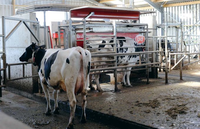 Pour un troupeau de plus de 60 vaches sur la stalle, tournant à une moyenne de 30 kg de lait, Paul Lacombe conseille de respecter les fondamentaux suivants pour optimiser les traites : les animaux produisant moins de 24 kg de lait quotidien ne peuvent passer au robot que toutes les 10 heures (2,4 traites par jour) ; les animaux à plus de 40 kg peuvent être acceptés toutes les 4 heures (soit jusqu’à 4 traites par jour) dans le box. Les vaches produisant entre 24 et 40 kg ont accès au robot entre 2,4 et 4 fois par jour, l’intervalle de temps entre deux visites permises évoluant alors progressivement en fonction des performances laitières.