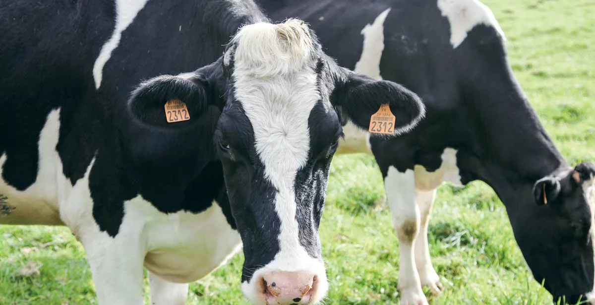 vache-lait-primholstein - Illustration Préparer la conversion à l’agriculture biologique