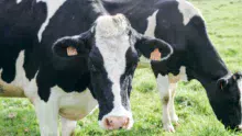 vache-lait-primholstein