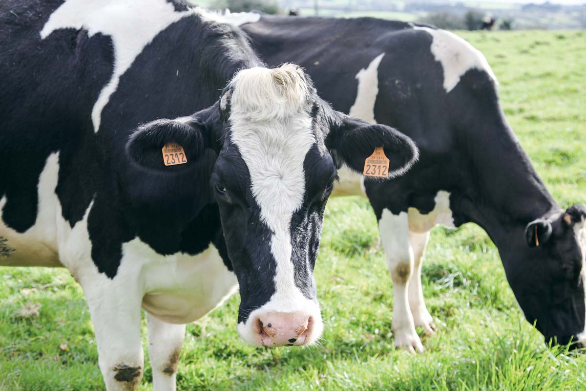 vache-lait-primholstein - Illustration Préparer la conversion à l’agriculture biologique