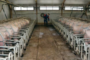 La production porcine est gourmande en main-d’œuvre et peine à trouver des salariés. Mais les autres productions ne sont pas épargnées.