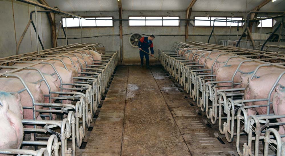 La production porcine est gourmande en main-d’œuvre et peine à trouver des salariés. Mais les autres productions ne sont pas épargnées.
