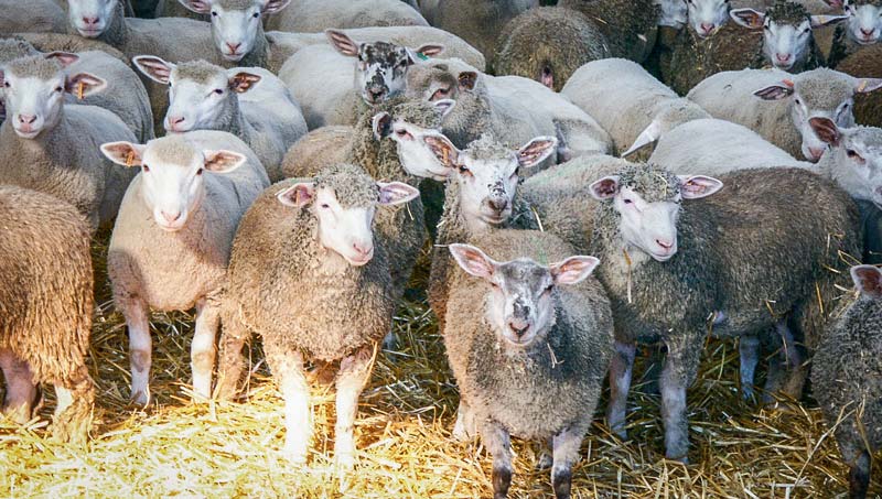 Ovins-Bergerie - Illustration Le Royaume-Uni, plaque tournante de la viande ovine européenne