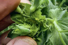 Une présence importante de pucerons verts sur pois peut occasionner des pertes de rendement allant jusqu'à 30 q/ha.