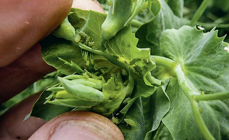 Une présence importante de pucerons verts sur pois peut occasionner des pertes de rendement allant jusqu'à 30 q/ha. - Illustration Attention à l’arrivée des ravageurs