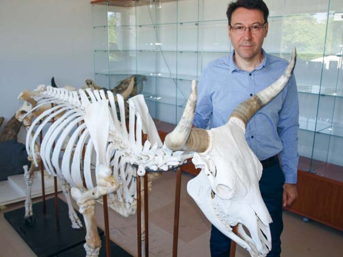 Claude Guintard avec le squelette de Rambouille, un Aurochs mâle, mort en 1996. Il trônera bientôt dans le hall d'honneur de l'École vétérinaire de Nantes.