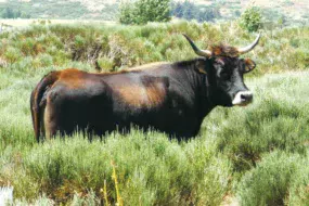 aurochs-2