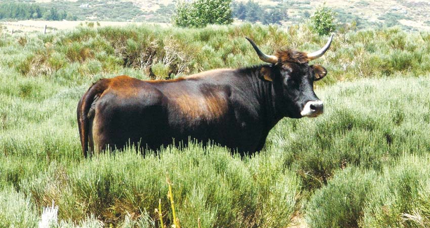 aurochs-2 - Illustration L’Aurochs, l’ancêtre sauvage de toutes les races de vaches