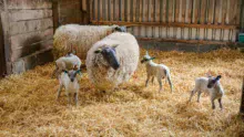Les 4 agneaux Bleu du Maine, âgés de 5 jours, issus des deux dernières mises bas du troupeau.