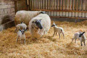 Les 4 agneaux Bleu du Maine, âgés de 5 jours, issus des deux dernières mises bas du troupeau.