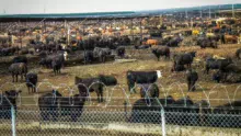 feedlots-usa-2