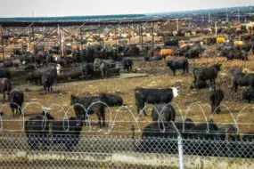 feedlots-usa-2