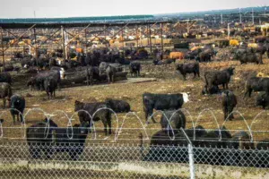 feedlots-usa-2