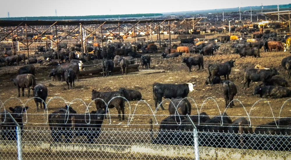 feedlots-usa-2 - Illustration Accord commercial entre Pékin et Washington sur le boeuf, la volaille et les biotechs