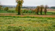 herbe-fauchee-pour-ensilage