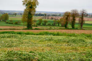 herbe-fauchee-pour-ensilage