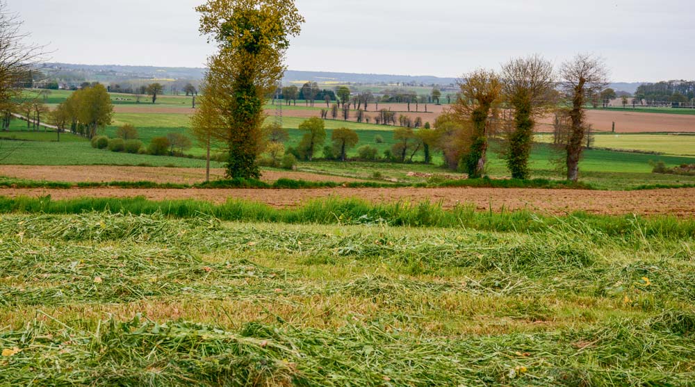 herbe-fauchee-pour-ensilage - Illustration Sécheresse : pâturage et fauchage possible des jachères dans 24 départements