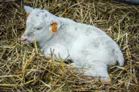 jeune-veau-Charolais