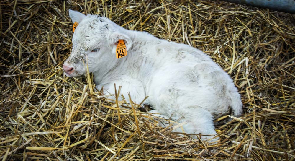 jeune-veau-Charolais - Illustration Bien gérer les premières heures de vie du veau