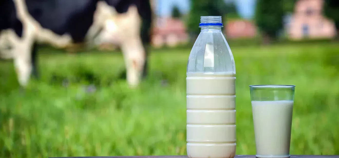 lait-bouteille-crise - Illustration Le prix du lait en Belgique ne couvre que 65% des coûts de production