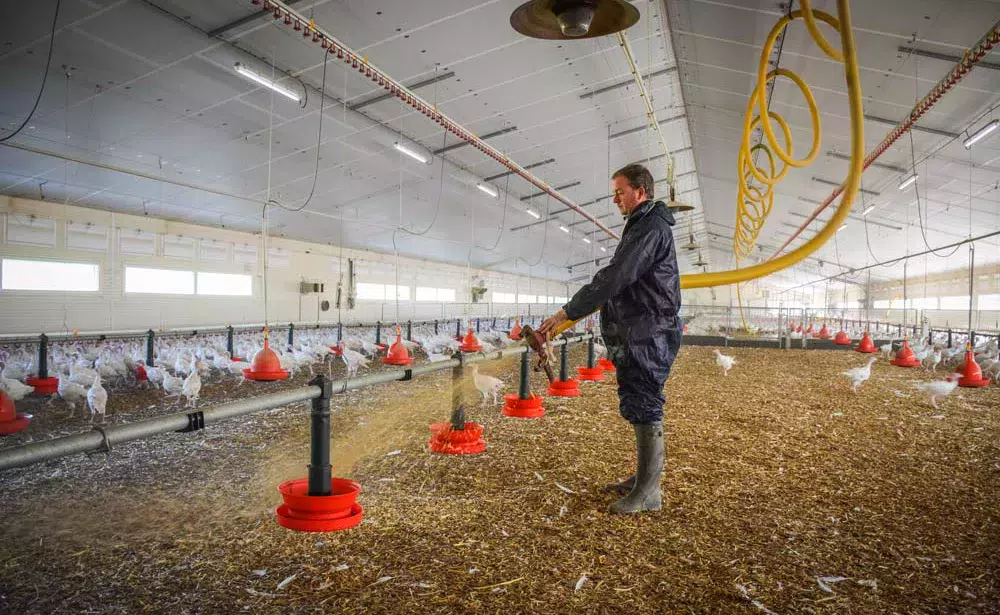 Erwan Thépault, aviculteur dans les Côtes d’Armor projette la paille broyée dans le bâtiment à l’aide d’un tuyau coulissant suspendu à un rail. - Illustration Avec la pailleuse à l’extérieur du poulailler, le sanitaire est préservé