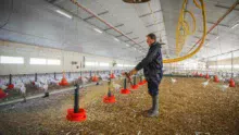 Erwan Thépault, aviculteur dans les Côtes d’Armor projette la paille broyée dans le bâtiment à l’aide d’un tuyau coulissant suspendu à un rail.