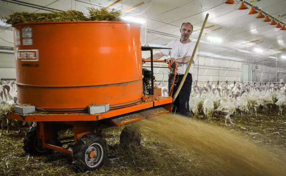 Les éleveurs ont modifié l’engin destiné au paillage des logettes en bovin pour pouvoir l’utiliser dans les poulaillers. - Illustration La pailleuse du poulailler rentabilisée en 2 lots sur 1000m2