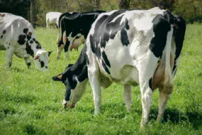 paturage-prim-holstein