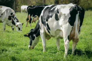 paturage-prim-holstein