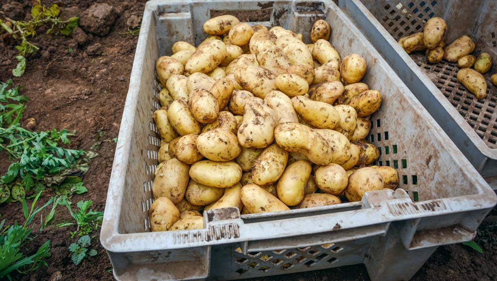 pomme-de-terre-primeur - Illustration Pommes de terre : prévisions de rendements inférieurs «de 15 à 25% à la moyenne»