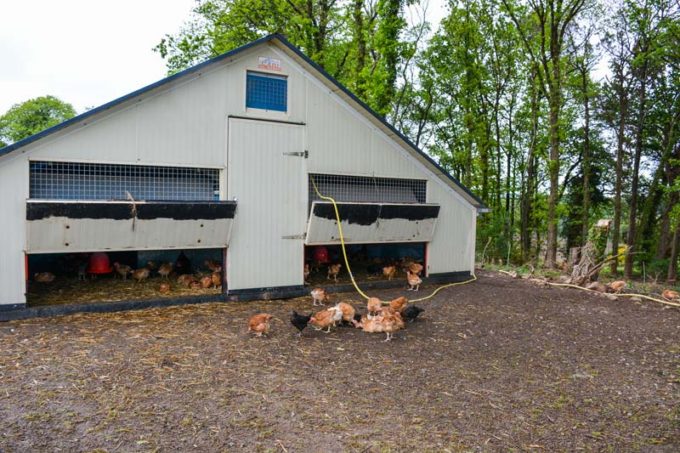 Les bâtiments déplaçables de 60 m2 sont pratiques pour changer de parcours à chaque bande de volailles.