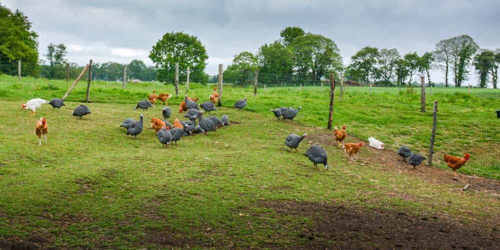 Sur 4 ha autour de l’élevage, différents parcours sont délimités pour que la végétation puisse repousser entre chaque bande de volaille. - Illustration Une production de volailles bio qui démarre fort à la ferme de la Poule Mouillée