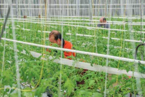 salarie-serre-tomate