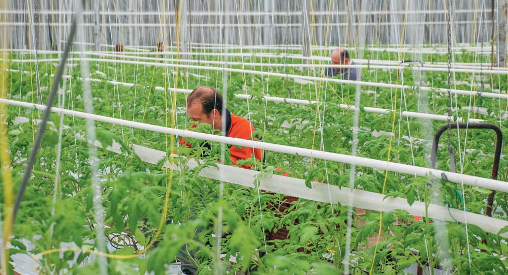 salarie-serre-tomate - Illustration Accords d’entreprise, négociation facilitée