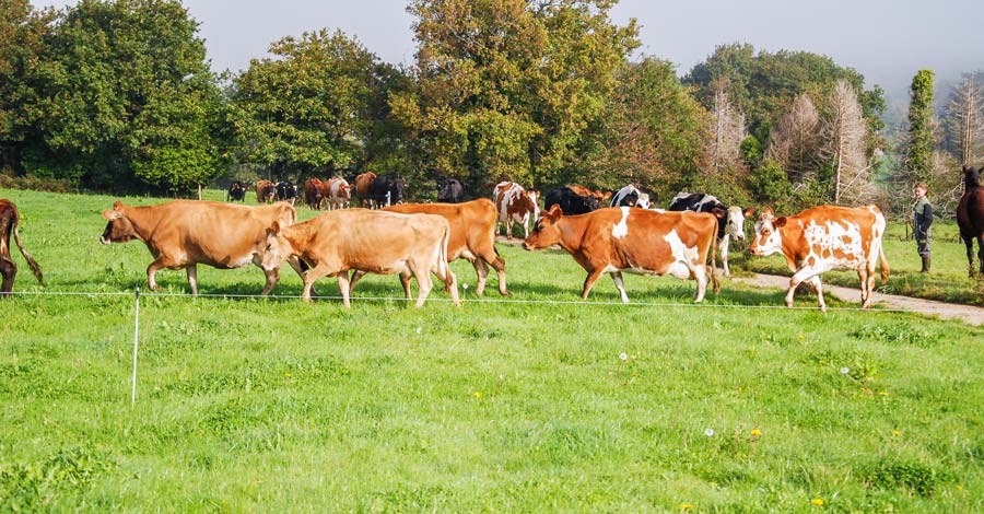 systeme-herbager-herbe - Illustration Aménager son parcellaire en système herbager