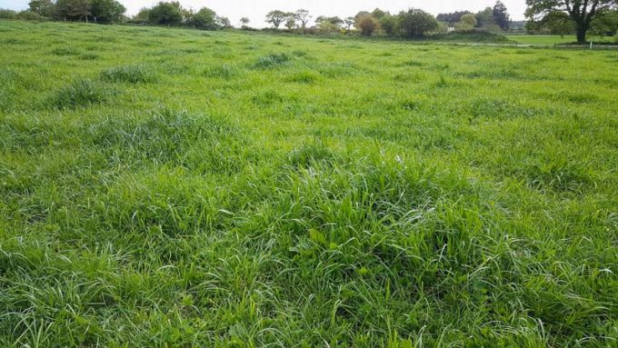 Le topping consiste à passer la faucheuse le jour même ou la veille de l’entrée des animaux dans le paddock pour éviter les zones de refus et l’épiaison des graminées. 