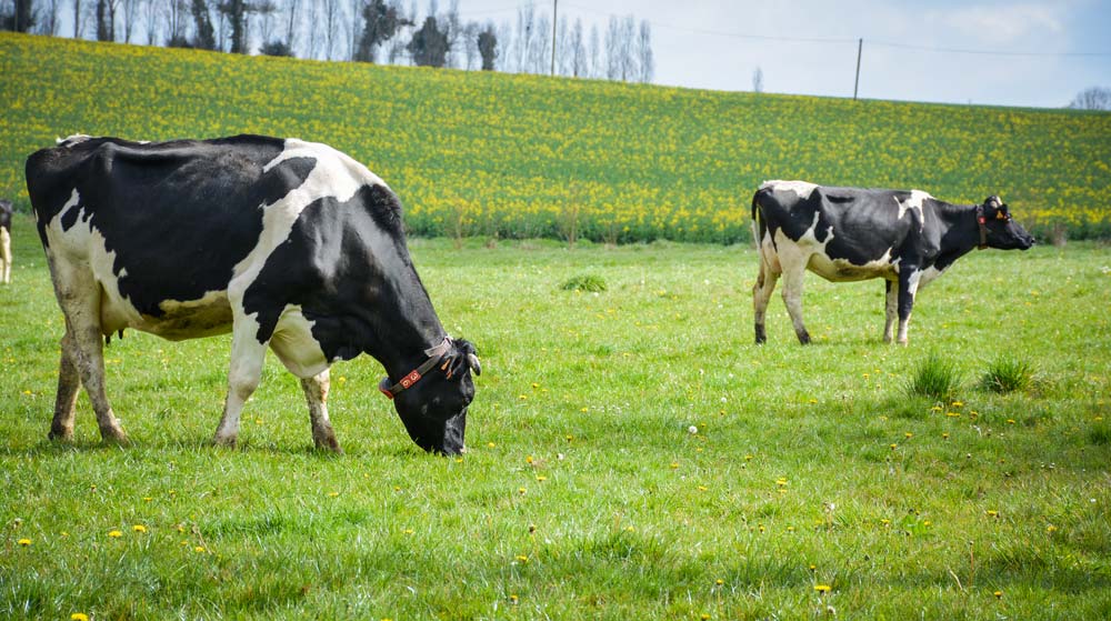 vaches-pature - Illustration Bien orchestrer les flux en robot et pâturage